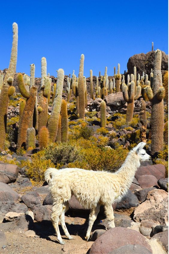 Uyuni Bolivia