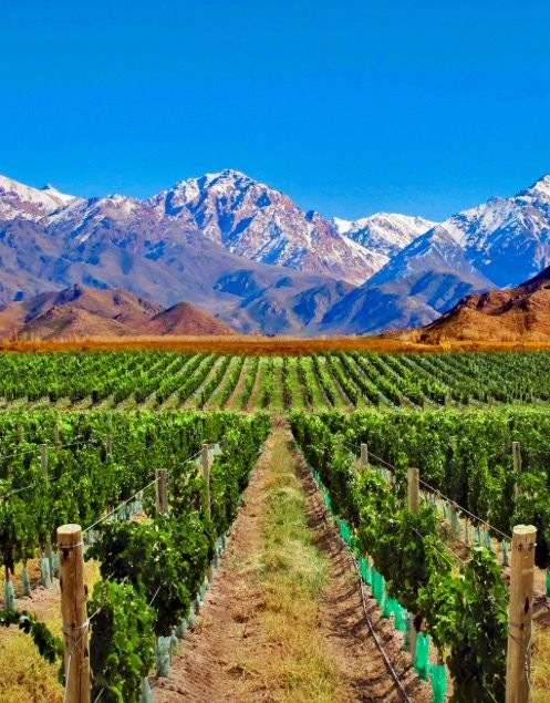 Mendoza vineyards